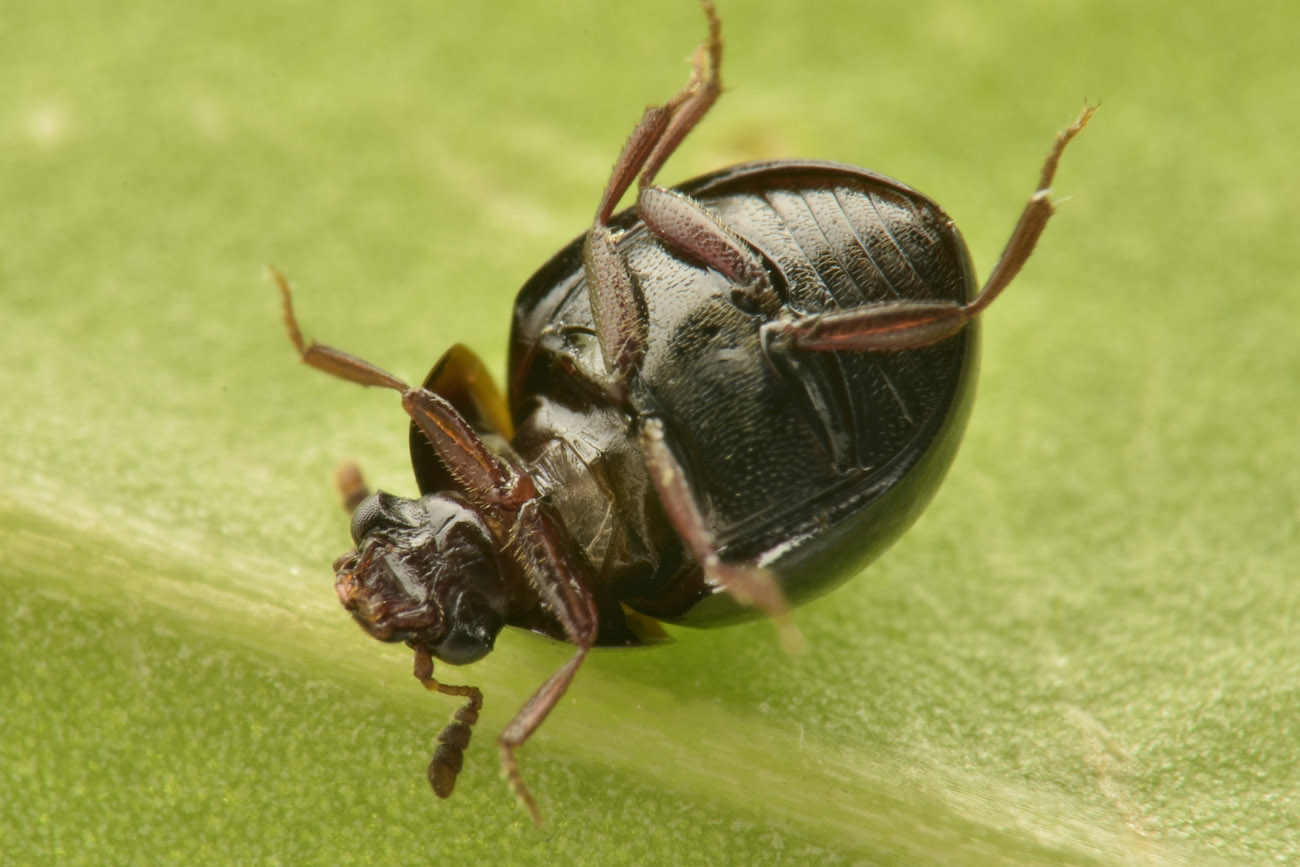 Leiodidae: Amphicyllis sp?